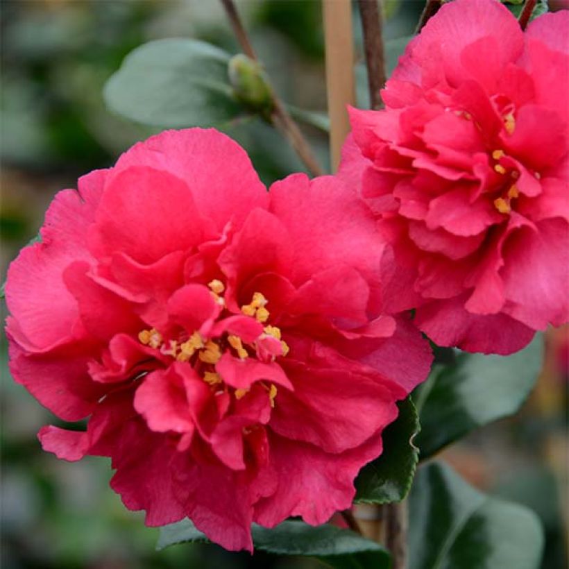 Camelia d'automne - Camellia x hiemalis Bonanza  (Floraison)