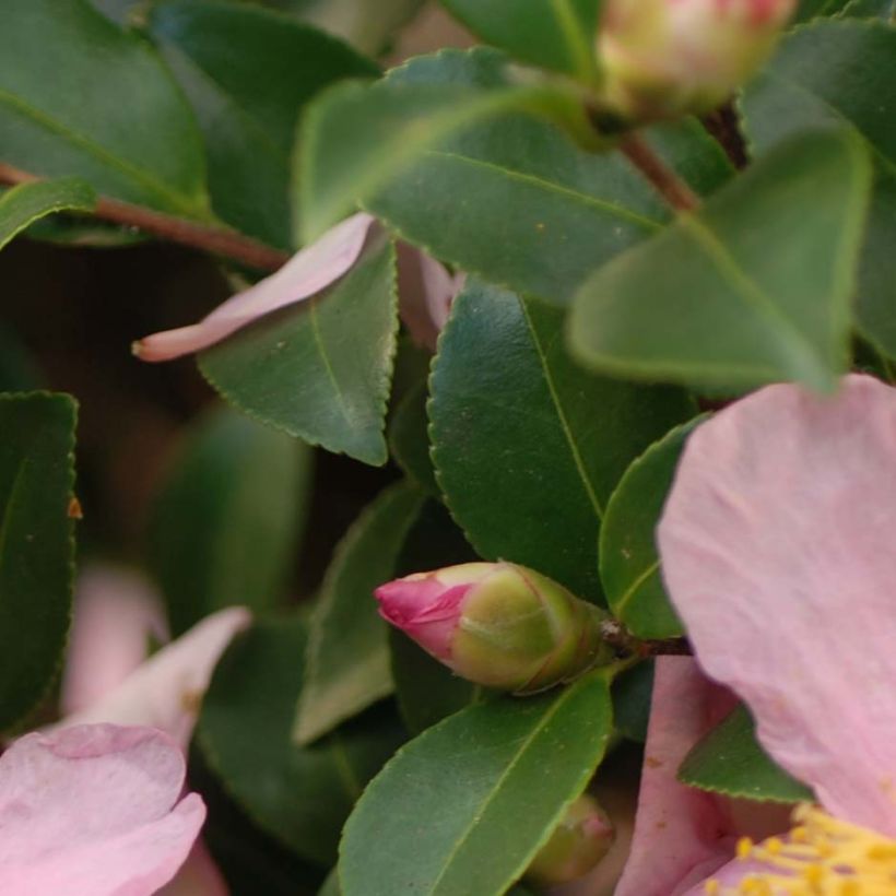 Camélia d'automne - Camellia x hiemalis Pink Goddess (Feuillage)