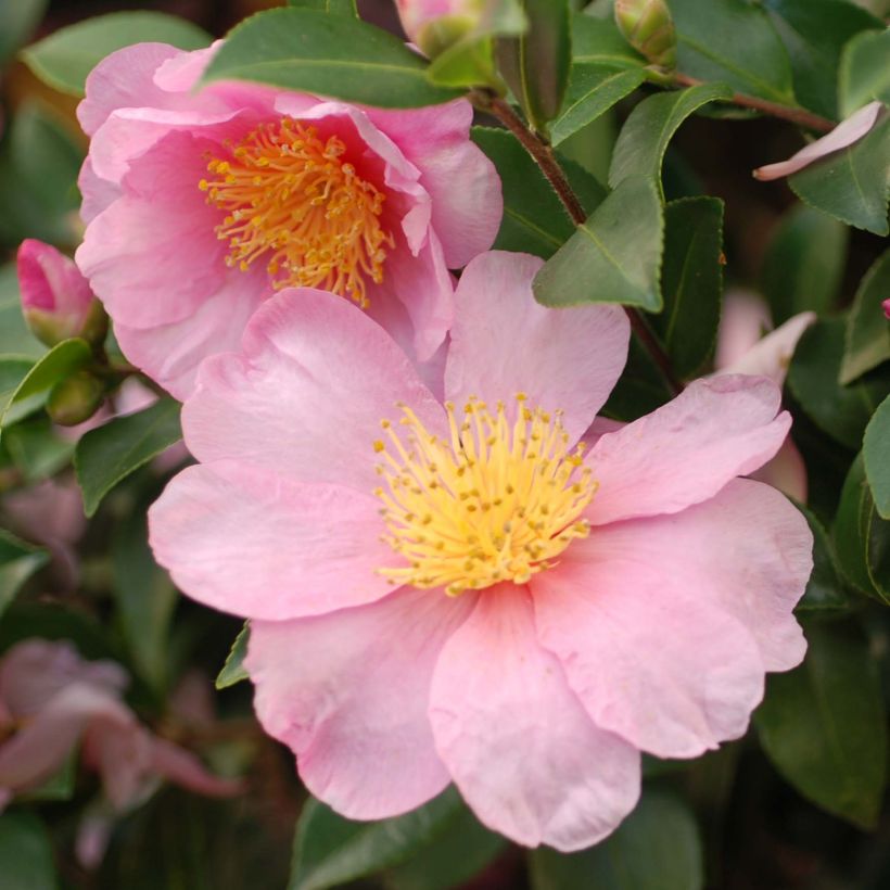 Camélia d'automne - Camellia x hiemalis Pink Goddess (Floraison)