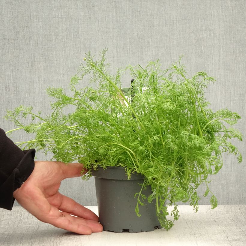 Spécimen de Camomille allemande - Matricaria recutita (chamomilla) Pot de 1,5L/2L tel que livré en été