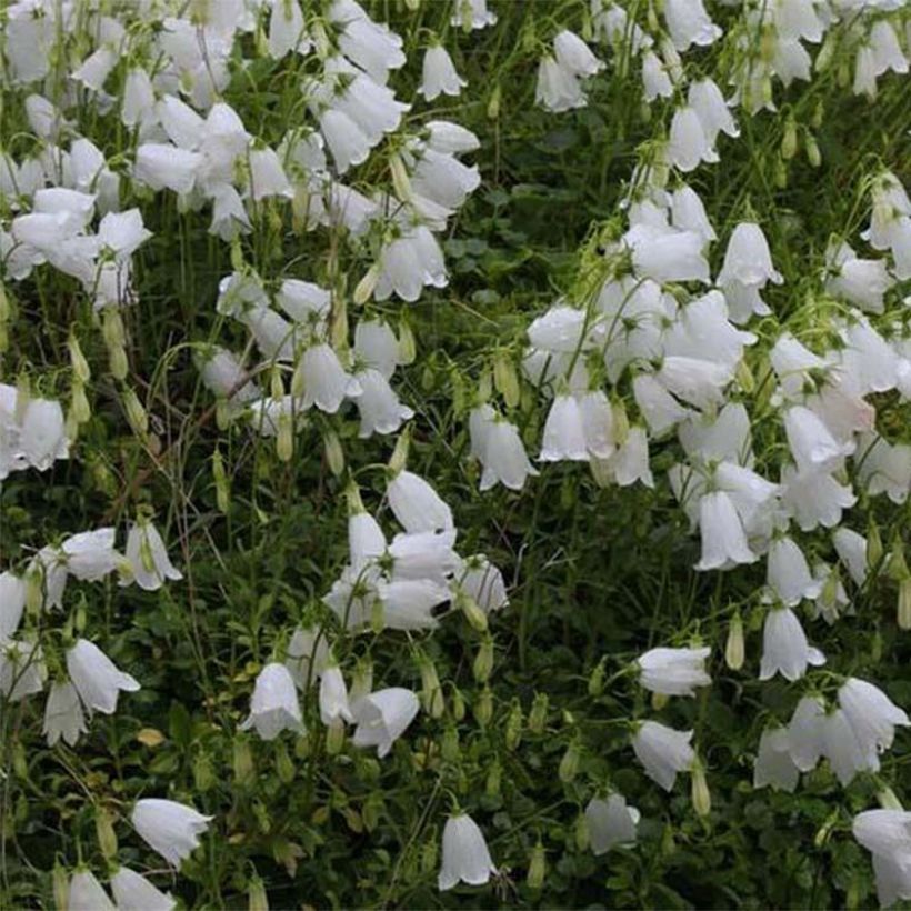 Campanula cochleariifolia Alba - Campanule à feuilles de cochléaire  (Floraison)