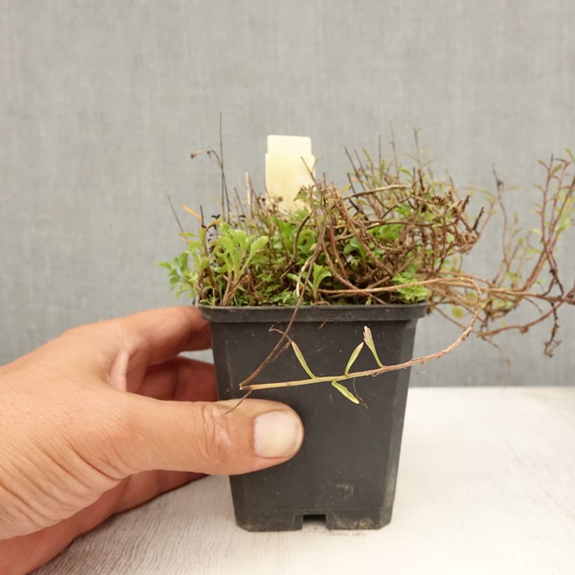 Spécimen de Campanula cochleariifolia - Campanule à feuilles de cochléaire Godet de 8/9 cm tel que livré en été