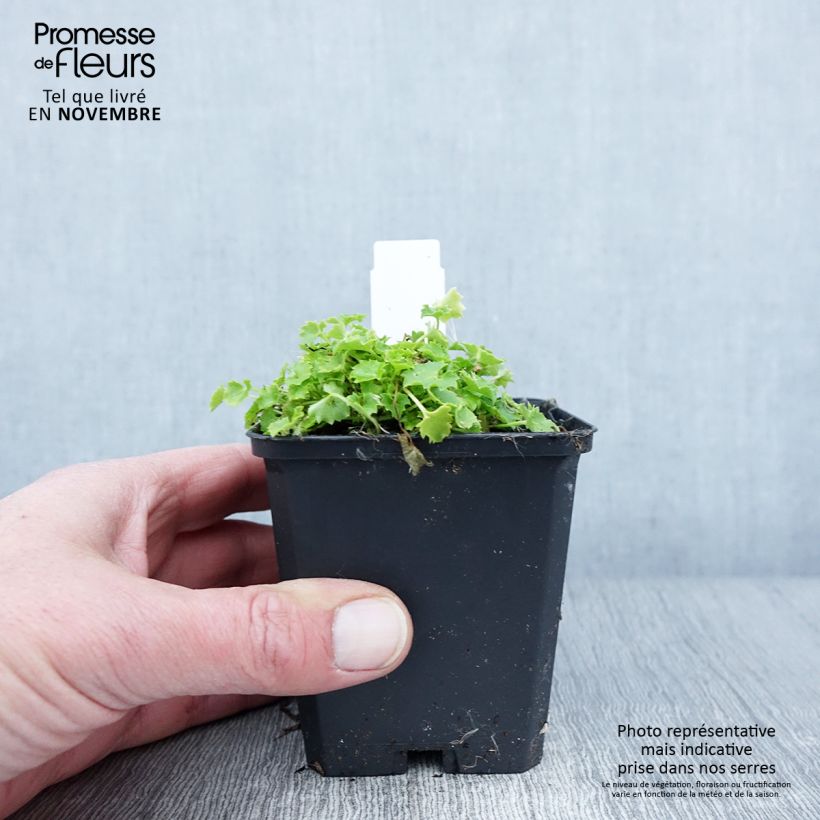 Spécimen de Campanula garganica Dickson s Gold - Campanule étoilée Godet de 8/9 cm tel que livré en automne