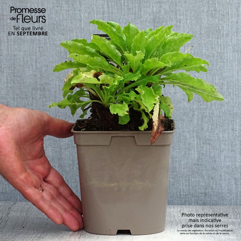 Spécimen de Campanula medium bleue - Campanule carillon Pot de 2L/3L tel que livré en été