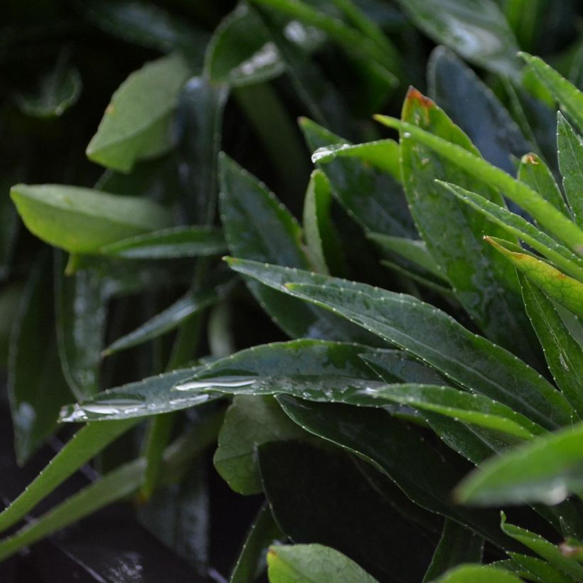 Campanula persicifolia La Bello - Campanule à feuilles de pêcher (Feuillage)