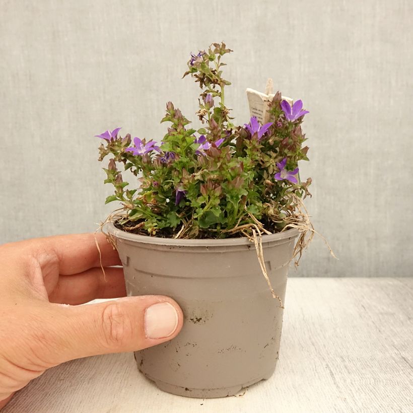 Spécimen de Campanula poscharskyana Adansa Purple - Campanule des Murets Pot de 1L/1,5L tel que livré en été