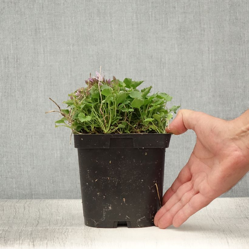 Spécimen de Campanula poscharskyana Lisduggan Variety - Campanule des Murets Pot de 2L/3L tel que livré en été