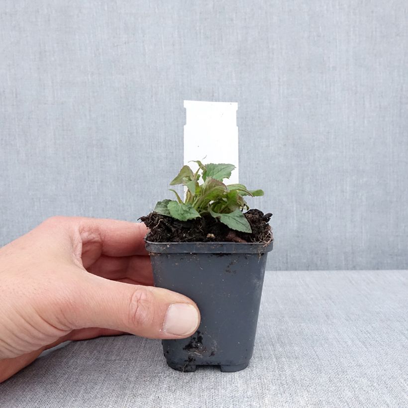 Spécimen de Campanula punctata Milky Way - Campanule hybride en godet de 9 cm tel que livré au printemps