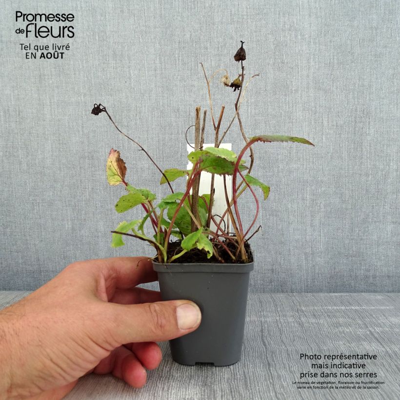 Spécimen de Campanula punctata Rubriflora - Campanule ponctuée Godet de 8/9 cm tel que livré en été