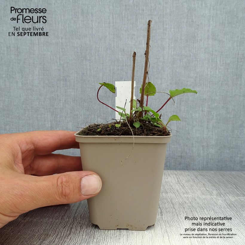 Spécimen de Campanula rapunculoides - Campanule fausse raiponce Godet de 8/9 cm tel que livré en été