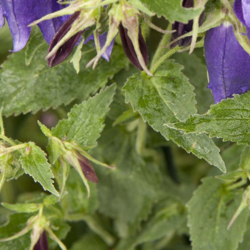 Campanula Sarastro - Campanule hybride (Feuillage)