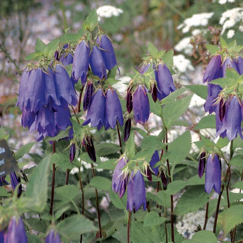 Campanula Sarastro - Campanule hybride (Port)