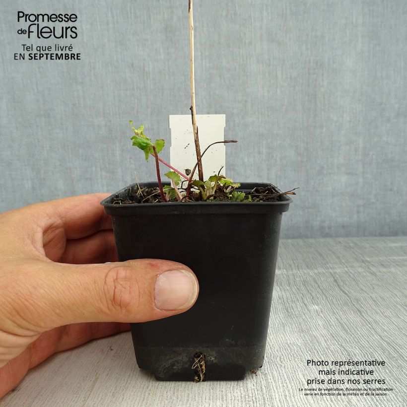 Spécimen de Campanula trachelium - Campanule gantelée Godet de 8/9 cm tel que livré en été