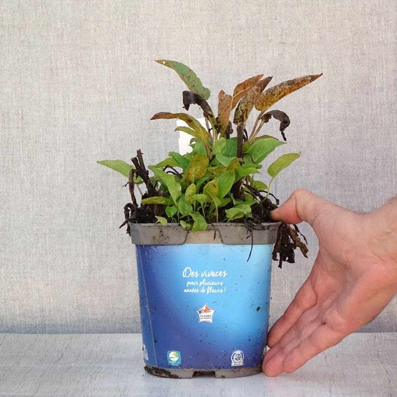 Spécimen de Campanule à bouquets - Campanula glomerata Superba Pot de 2L/3L tel que livré en été