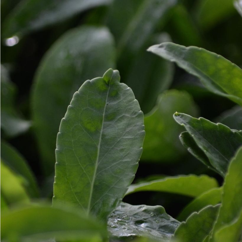 Campanule à feuilles de pêcher - Campanula persicifolia Alba (Feuillage)