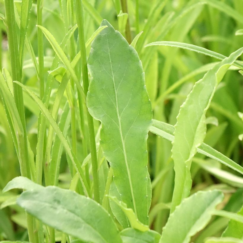 Campanule à feuilles de pêcher - Campanula persicifolia (Feuillage)