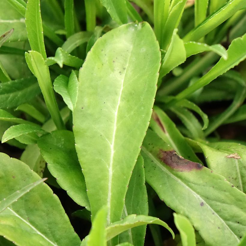 Campanule à feuilles de pêcher - Campanula persicifolia (Feuillage)