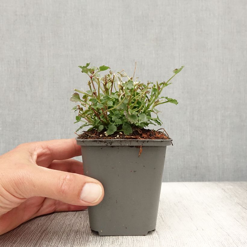 Spécimen de Campanule - Campanula Royal Wave Godet de 8/9 cm tel que livré en été