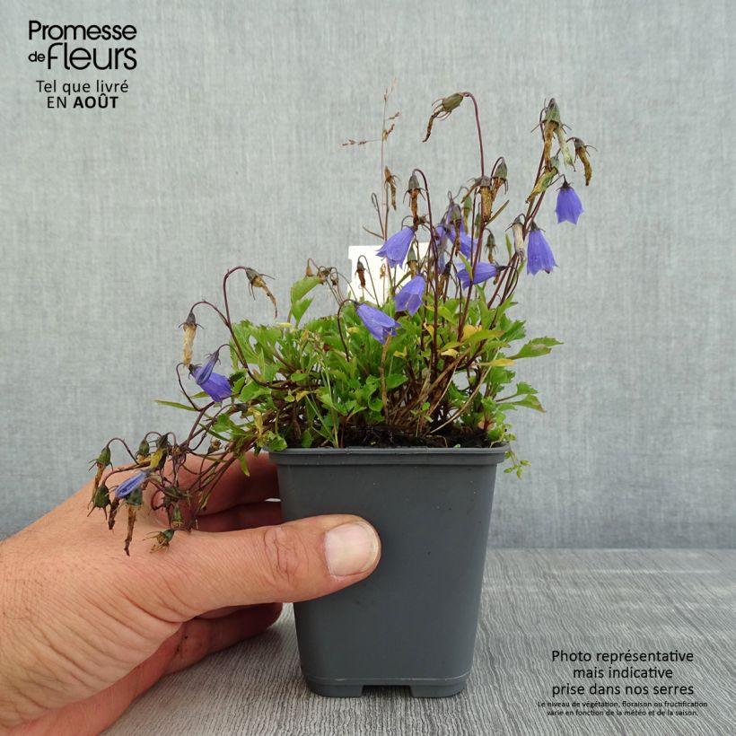 Spécimen de Campanule cochleariifolia Bavaria Blue Godet de 8/9 cm tel que livré en été