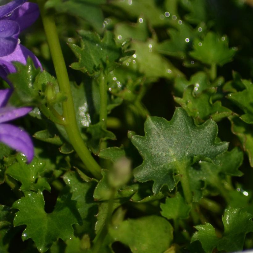 Campanule des murs - Campanula portenschlagiana (muralis) (Feuillage)