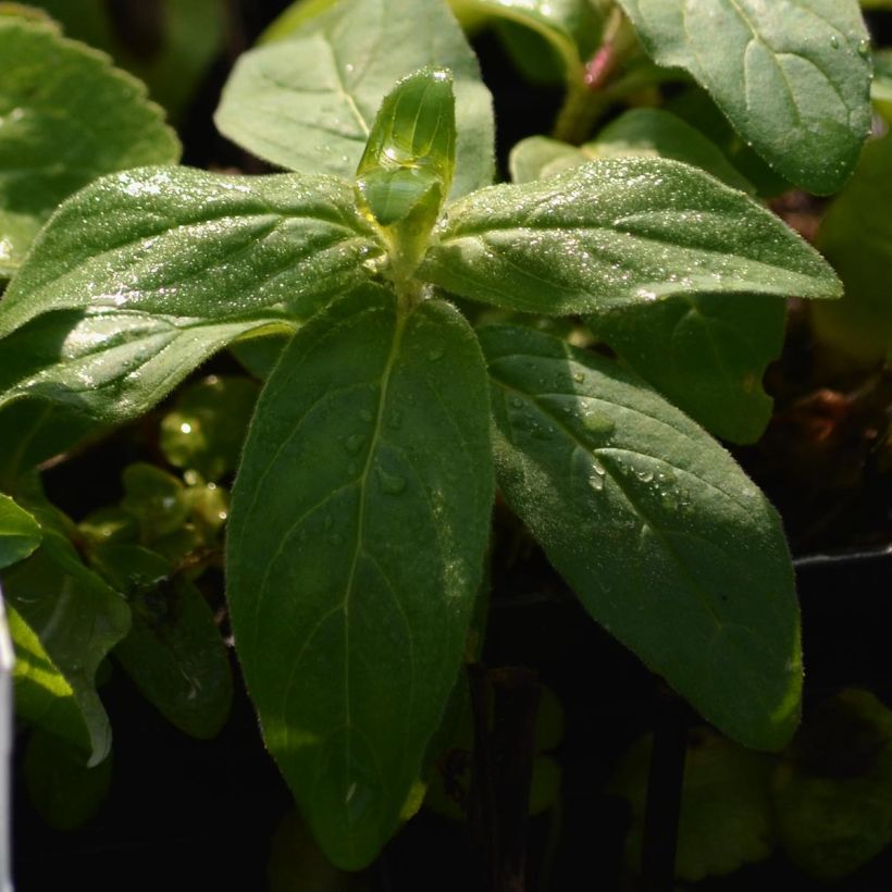 Campanule glomerata Alba (Feuillage)