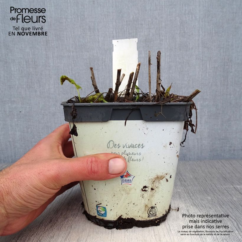 Spécimen de Campanule glomerata Alba Pot de 2L/3L tel que livré en automne