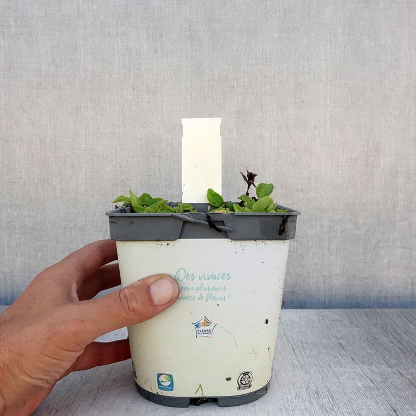 Spécimen de Campanule glomerata Alba Pot de 2L/3L tel que livré en été