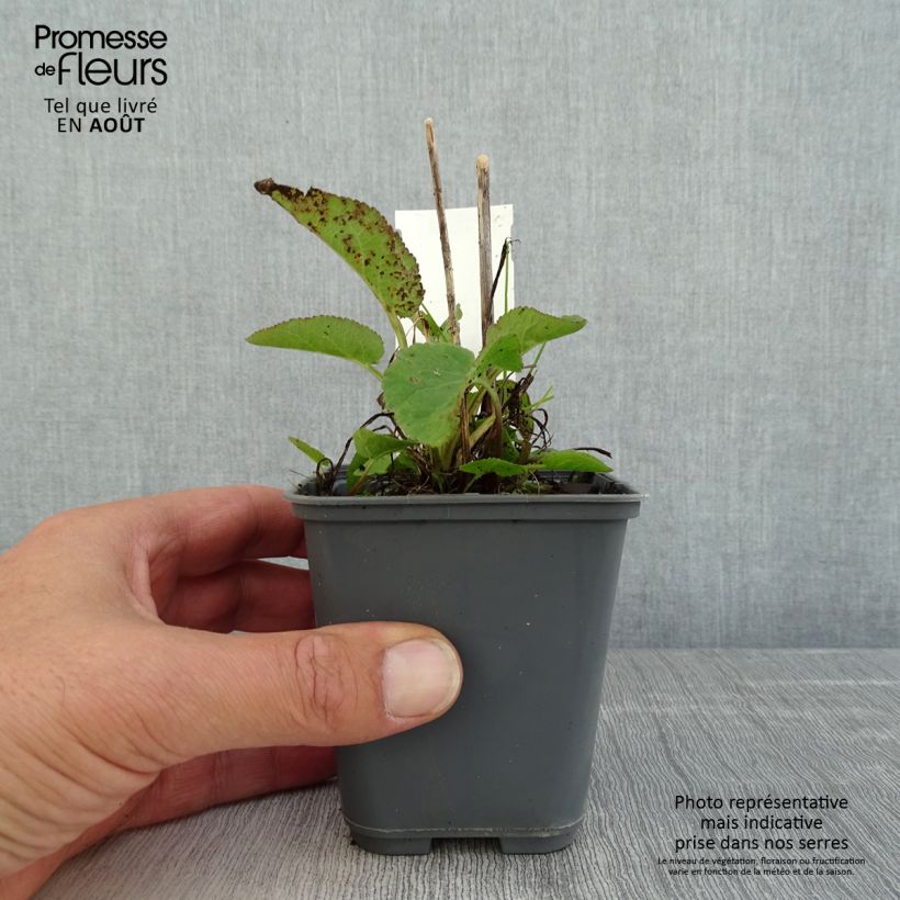 Spécimen de Campanule glomerata var. dahurica Godet de 8/9 cm tel que livré en été