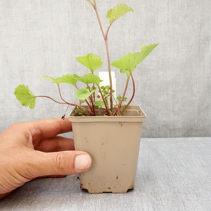 Spécimen de Campanule hybride Kent Belle Godet de 8/9 cm tel que livré en été