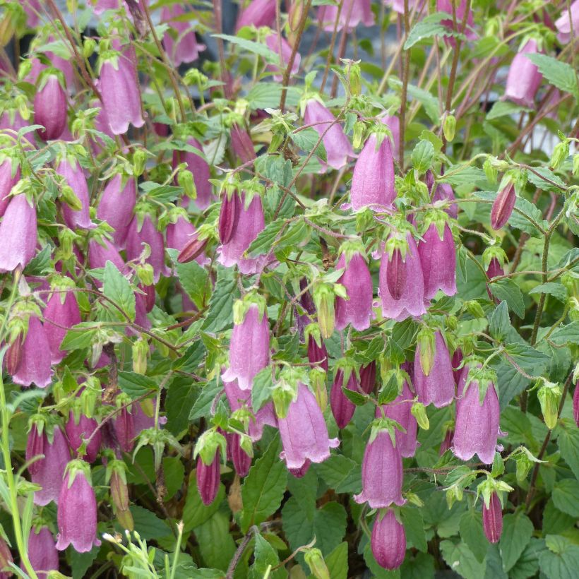 Campanule hybride Ringsabell Mulberry Rose (Floraison)