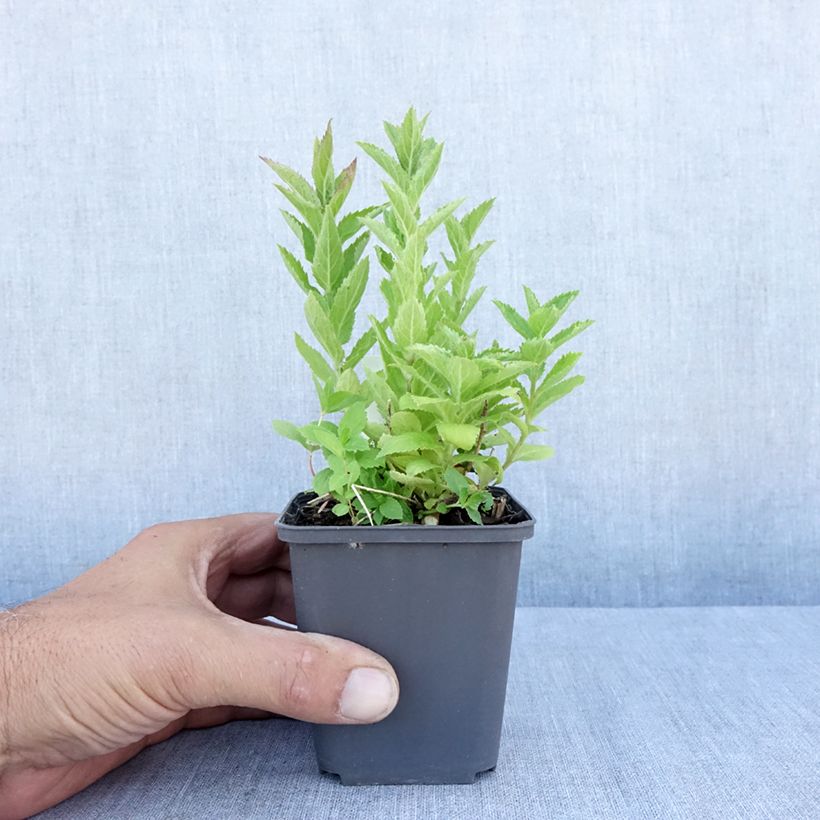 Spécimen de Campanule lactiflora - Campanule laiteuse Godet de 8/9 cm tel que livré en été