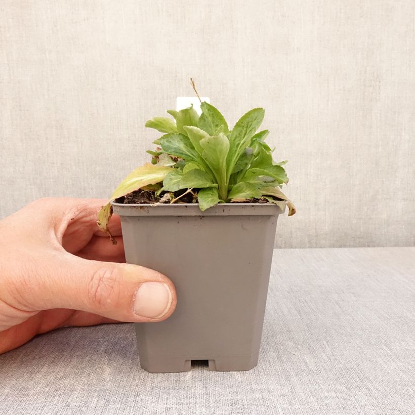 Spécimen de Campanule latifolia var. macrantha alba Godet de 9cm tel que livré au printemps