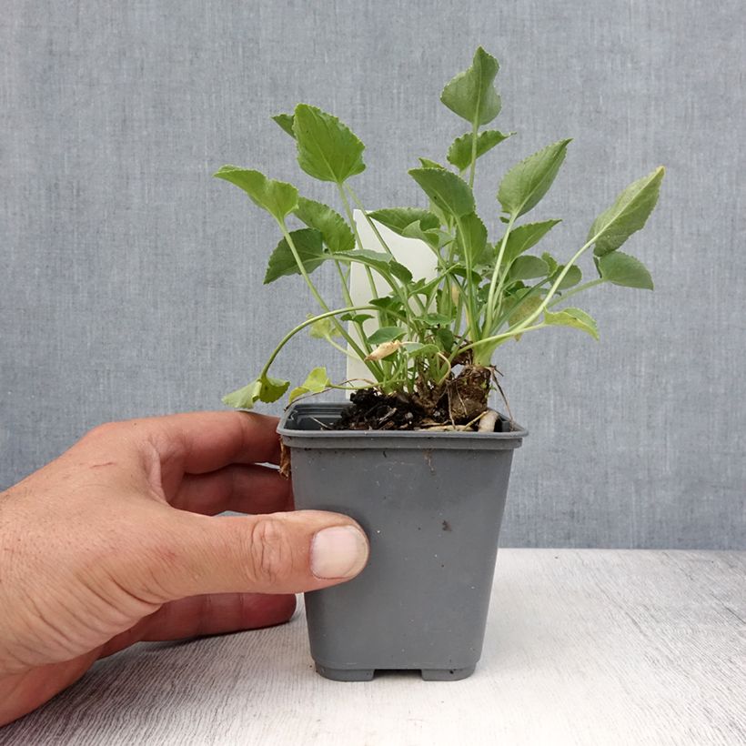 Spécimen de Campanule pyramidalis Alba - Campanule pyramidale blanche Godet de 8/9 cm tel que livré en été