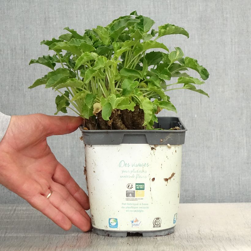 Spécimen de Campanule pyramidalis Alba - Campanule pyramidale blanche Pot de 2L/3L tel que livré au printemps