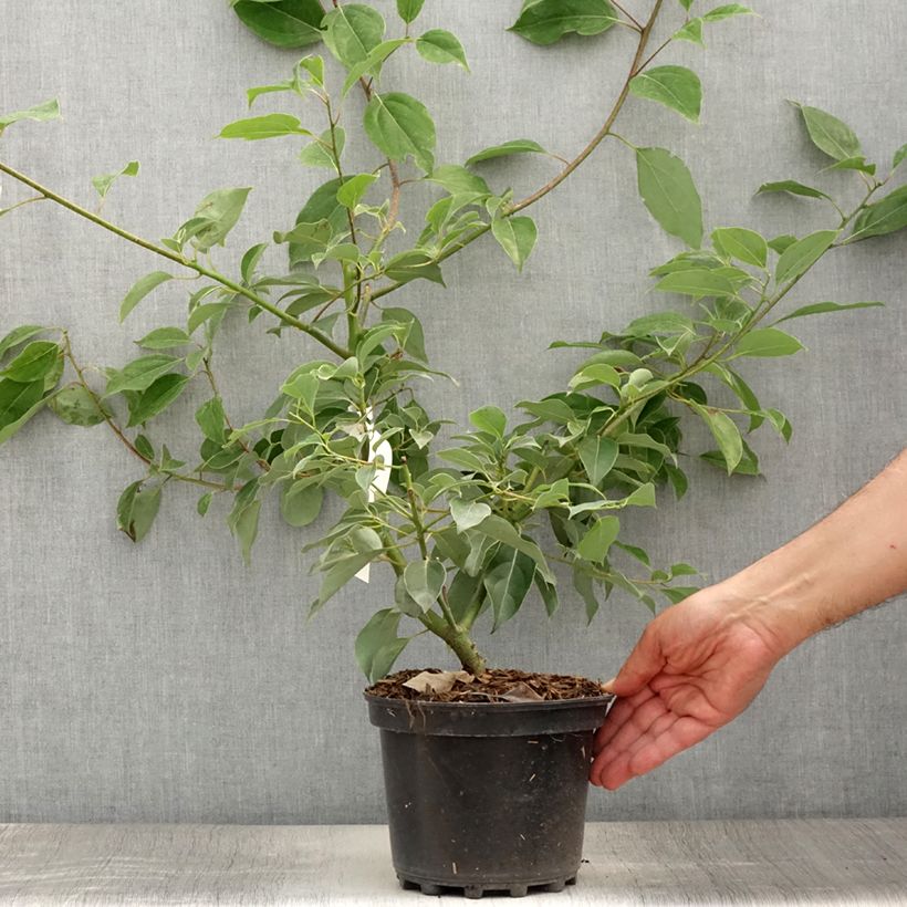 Spécimen de Camphrier - Cinnamomum camphora Pot de 2L/3L tel que livré en été