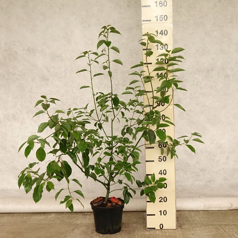 Spécimen de Camphrier - Cinnamomum camphora Pot de 7,5L/10L tel que livré en été