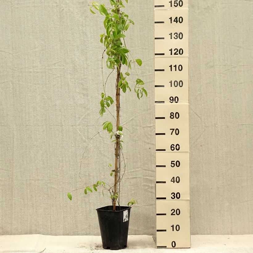 Spécimen de Campsis capreolata - Bignone à vrilles Pot de 6L/7L tel que livré en été