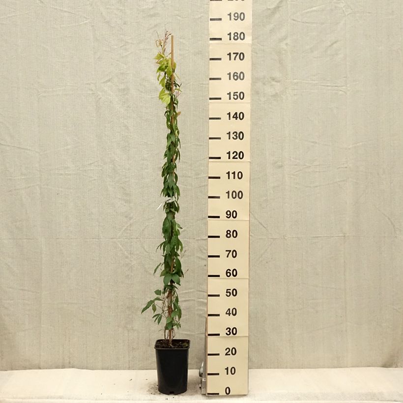 Spécimen de Campsis capreolata - Bignone à vrilles - livré en hauteur 150/175 cm en pot de 6l tel que livré au printemps