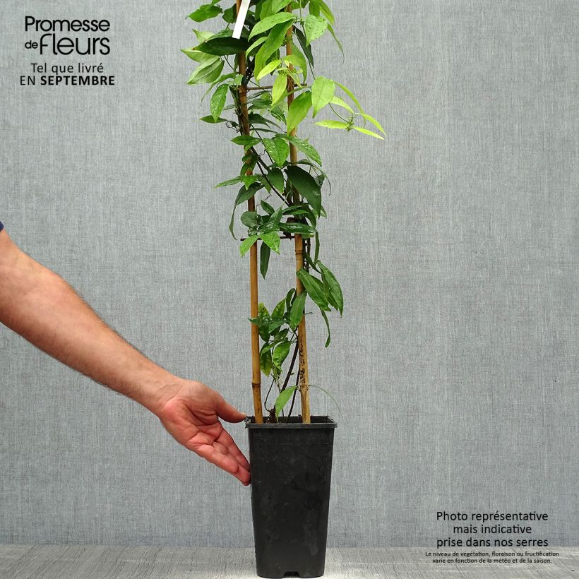 Spécimen de Campsis capreolata - Bignone à vrilles Pot de 2L/3L tel que livré en automne