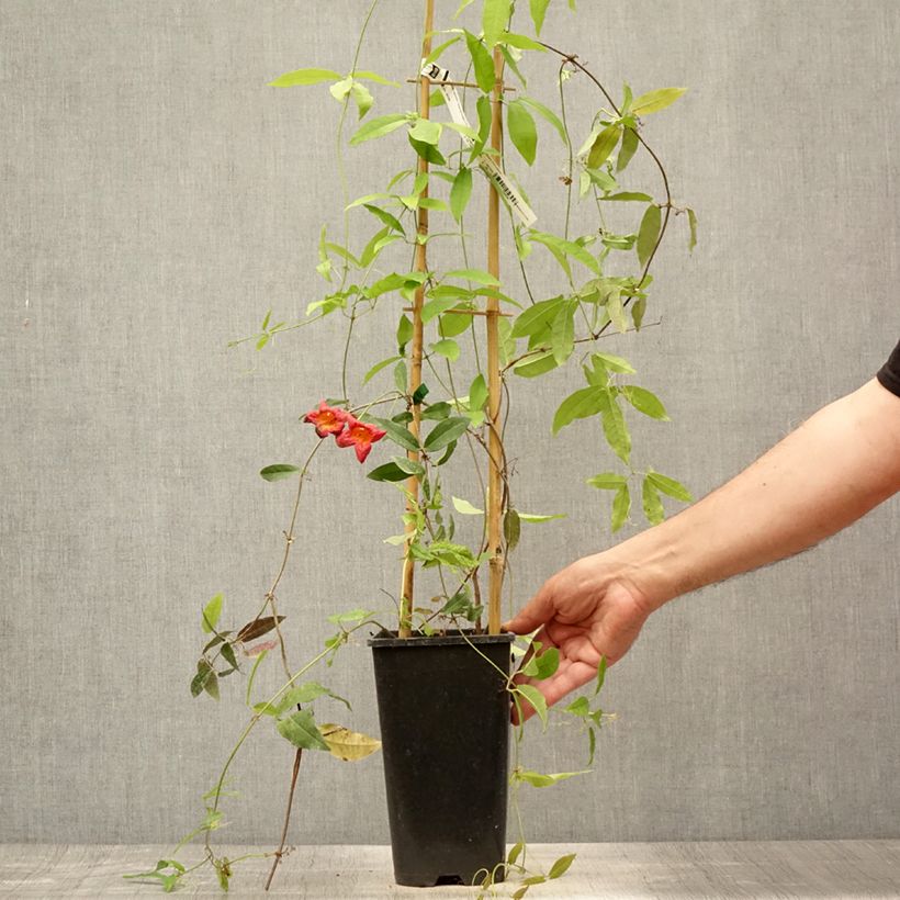Spécimen de Campsis capreolata Tangerine Beauty - Bignone à vrilles Pot de 2L/3L tel que livré en été