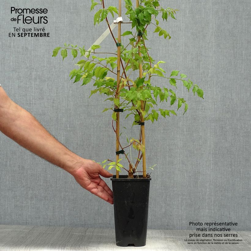Spécimen de Campsis grandiflora - Bignone à grandes fleurs Pot de 2L/3L tel que livré en automne