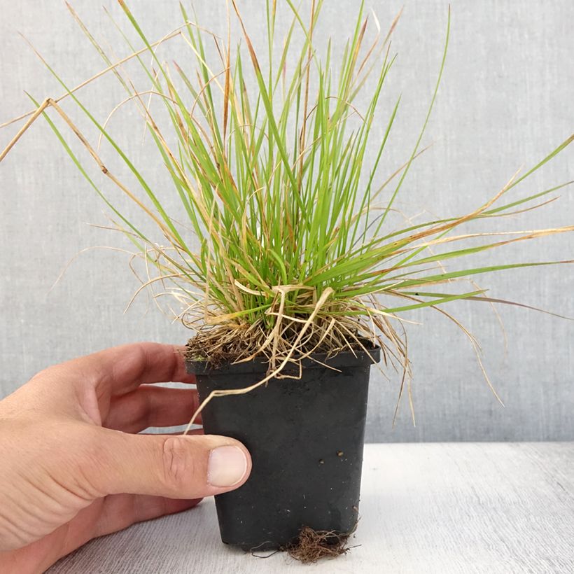 Spécimen de Canche cespiteuse Northern Lights - Deschampsia cespitosa  Godet de 8/9 cm tel que livré en été