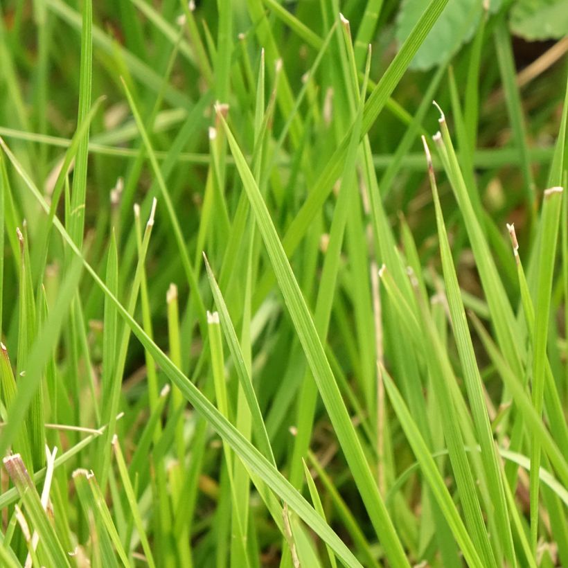 Canche cespiteuse Tauträger - Deschampsia cespitosa (Feuillage)