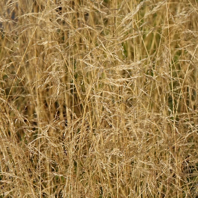 Canche cespiteuse Vivipara - Deschampsia cespitosa (Floraison)