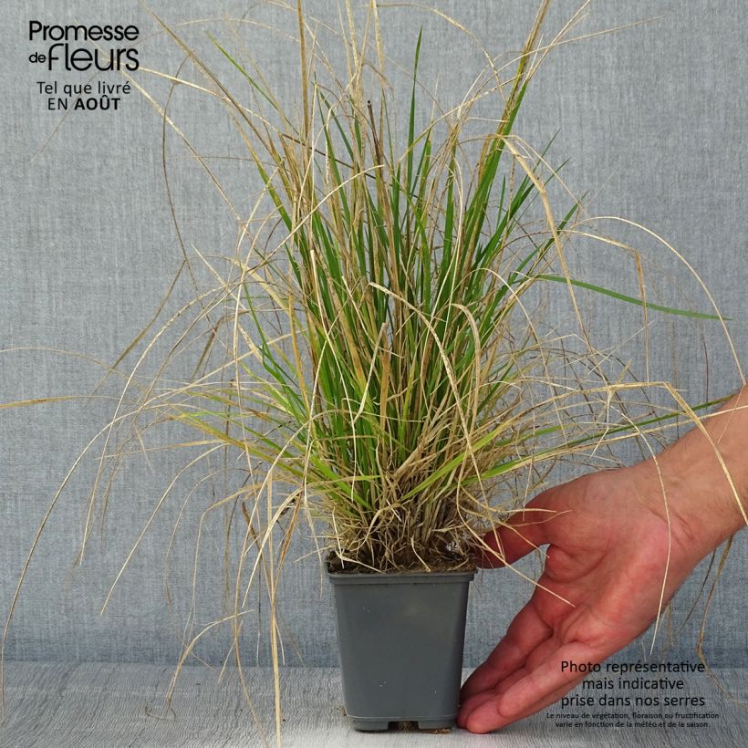 Spécimen de Canche cespiteuse Vivipara - Deschampsia cespitosa Godet de 8/9 cm tel que livré en été