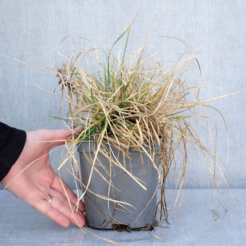 Spécimen de Canche cespiteuse Vivipara - Deschampsia cespitosa - Pot de 2L/3L tel que livré en hiver