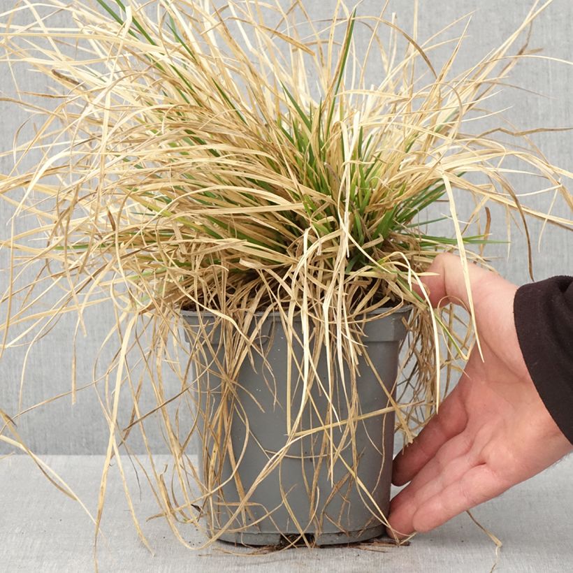 Spécimen de Canche cespiteuse Vivipara - Deschampsia cespitosa Pot de 2L/3L tel que livré au printemps