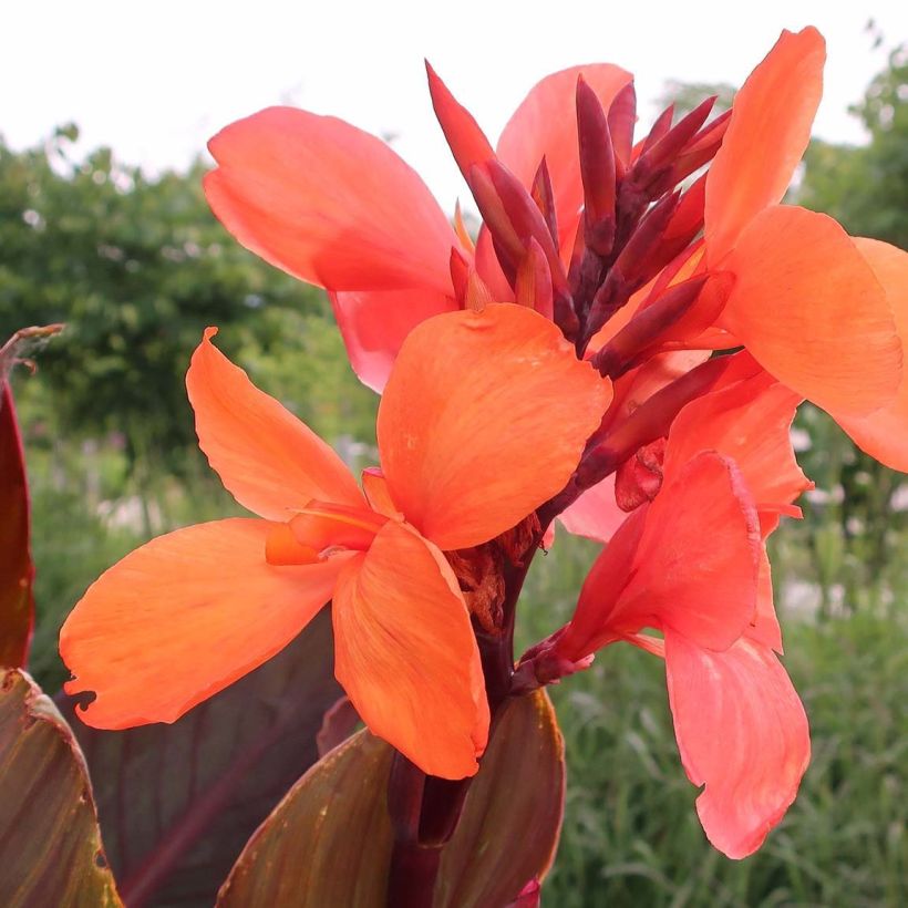 Canna Angelique - Balisier (Floraison)