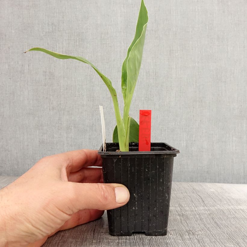 Spécimen de Canna Erebus - Balisier aquatique géant - Godet de 8/9 cm tel que livré au printemps