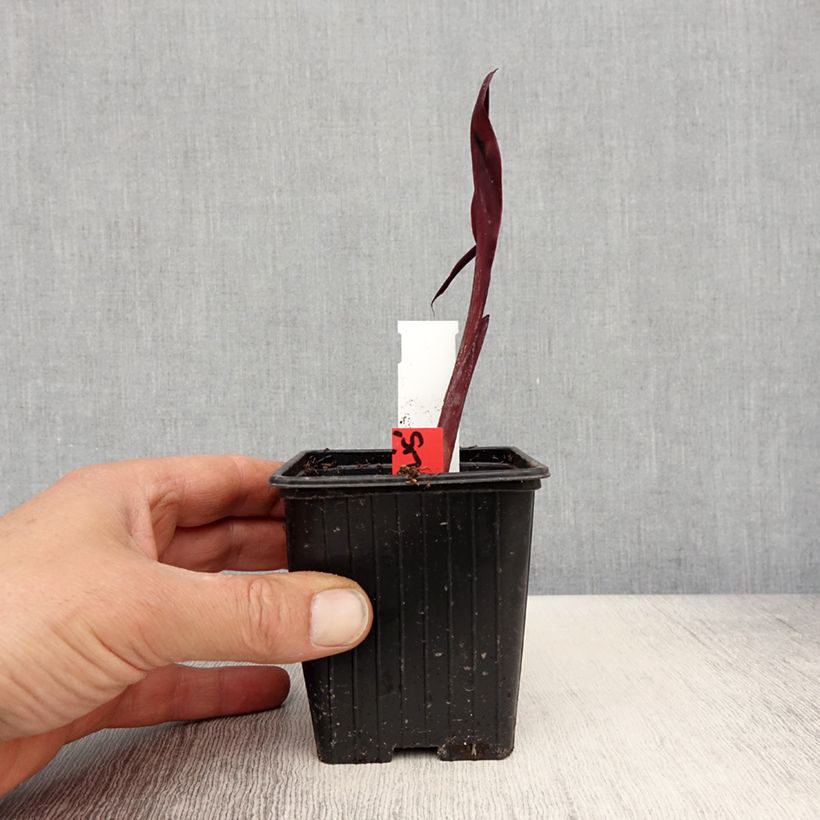 Spécimen de Canna glauca Australis - Balisier d'eau - Godet de 8/9 cm tel que livré au printemps